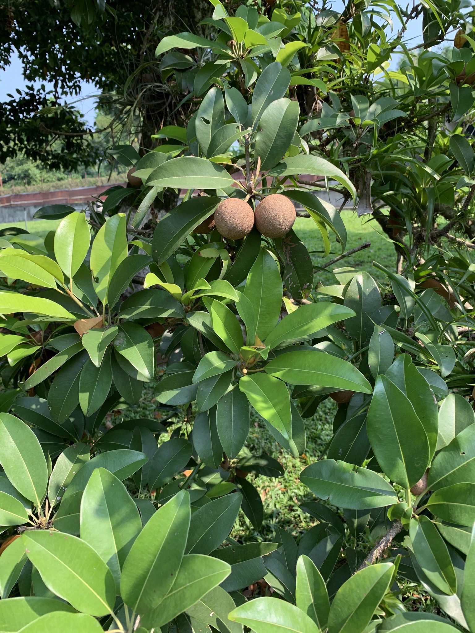 Manilkara zapota